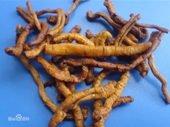 100-1000g Grynas Polygala tenuifolia ekstraktas 20:1 milteliai,zhi juanių,polygala šaknų ekstraktas įtaką gimdos,hemolysis