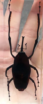 1piece Mantis Vabzdžių Pavyzdys Kriketas Aiškiai Dervos Švietimo Priemonę Ištirti Mokyklos Mokymo Reikmenys 110x43x26mm