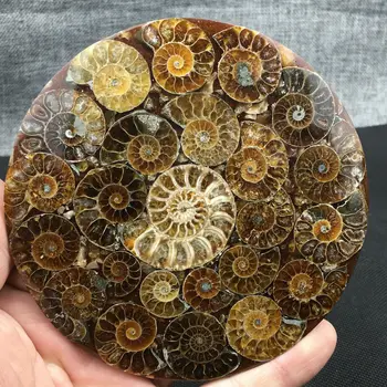 Gamtos Ammonite Disko Iškastinio Myli Pavyzdys Gydymo +Stovas 1PC