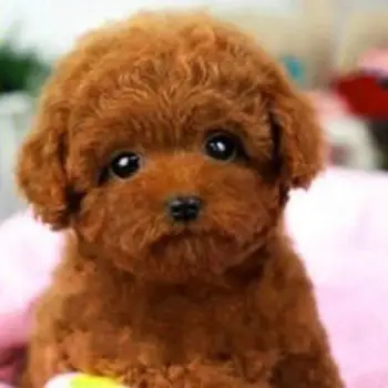 Teddy šunų vaikų pliušinis žaislas ruda modeliavimas mielas vaikų dovanų mielas mielas pliušinis žaislas, lėlė （papuošalai）