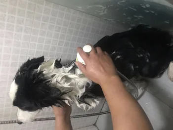 Specialios naminių Gyvūnėlių Gydymo Dušo Galvos Plovimo sistema Šunis ir Kates, masažai dušo galvutė
