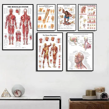 Anatomijos Diagramos Žmogaus Kūno Anatomiją Medicinos Karšto Drobės Tapybos Meno Plakatas Sienos Nuotrauka Už Namų Dekoro Plakatai ir Spausdina