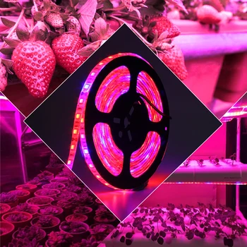 LED Fito Žibintai Augti Žiburiai SMD 5050 LED Šviesos Juostelės DC12V Gėlių, Augalų Augimą Lempos, skirtos Šiltnamio efektą sukeliančių Hydroponic Augalų Auginimas