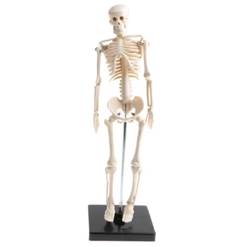 Žmogaus Vaikų Kūno Skeletas Modelio Bazę, 42CM Aukštas, Keičiamųjų ir Nuimamųjų, Vaikai Studijų Aids Švietimo Žaislas