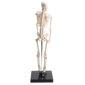 Žmogaus Vaikų Kūno Skeletas Modelio Bazę, 42CM Aukštas, Keičiamųjų ir Nuimamųjų, Vaikai Studijų Aids Švietimo Žaislas